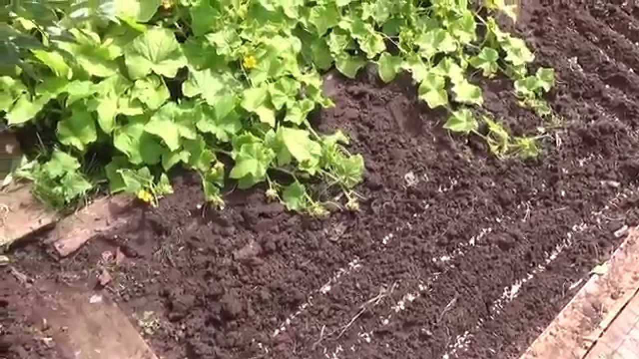 Лучшие сидераты: люпин однолетний