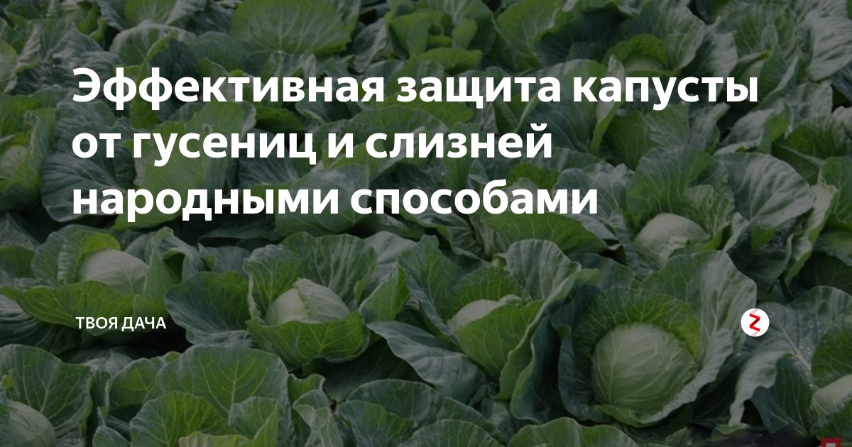 Обработка капусты от болезней и вредителей: самые эффективные средства, календарь обработки
