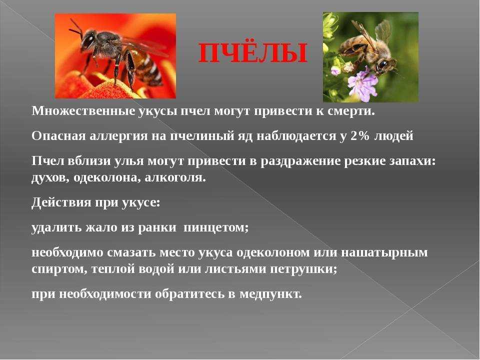 Укус шершня: фото, последствия, чем опасен для человека, что делать в домашних условиях