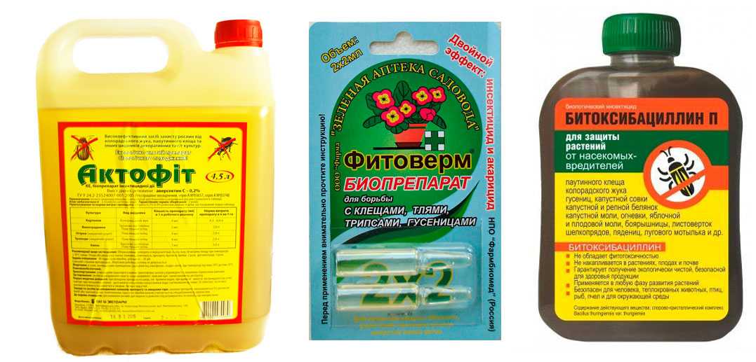 Сода для огурцов: какой эффект дает, когда применяется, в домашних условиях, в качестве удобрения, для профилактики, особенности применения