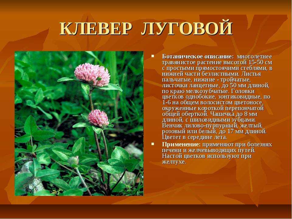 Клевер луговой