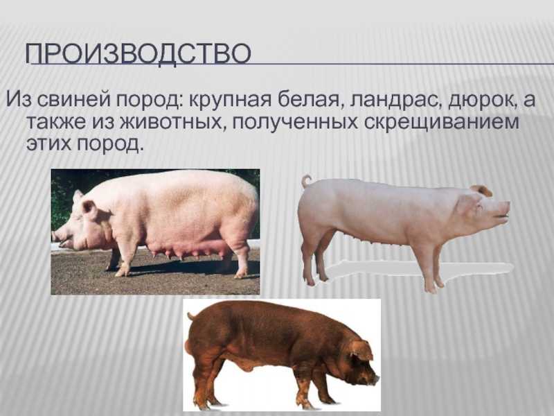 Порода свиней дюрок: характеристика и описание взрослых и поросят, разведение на мясо, содержание