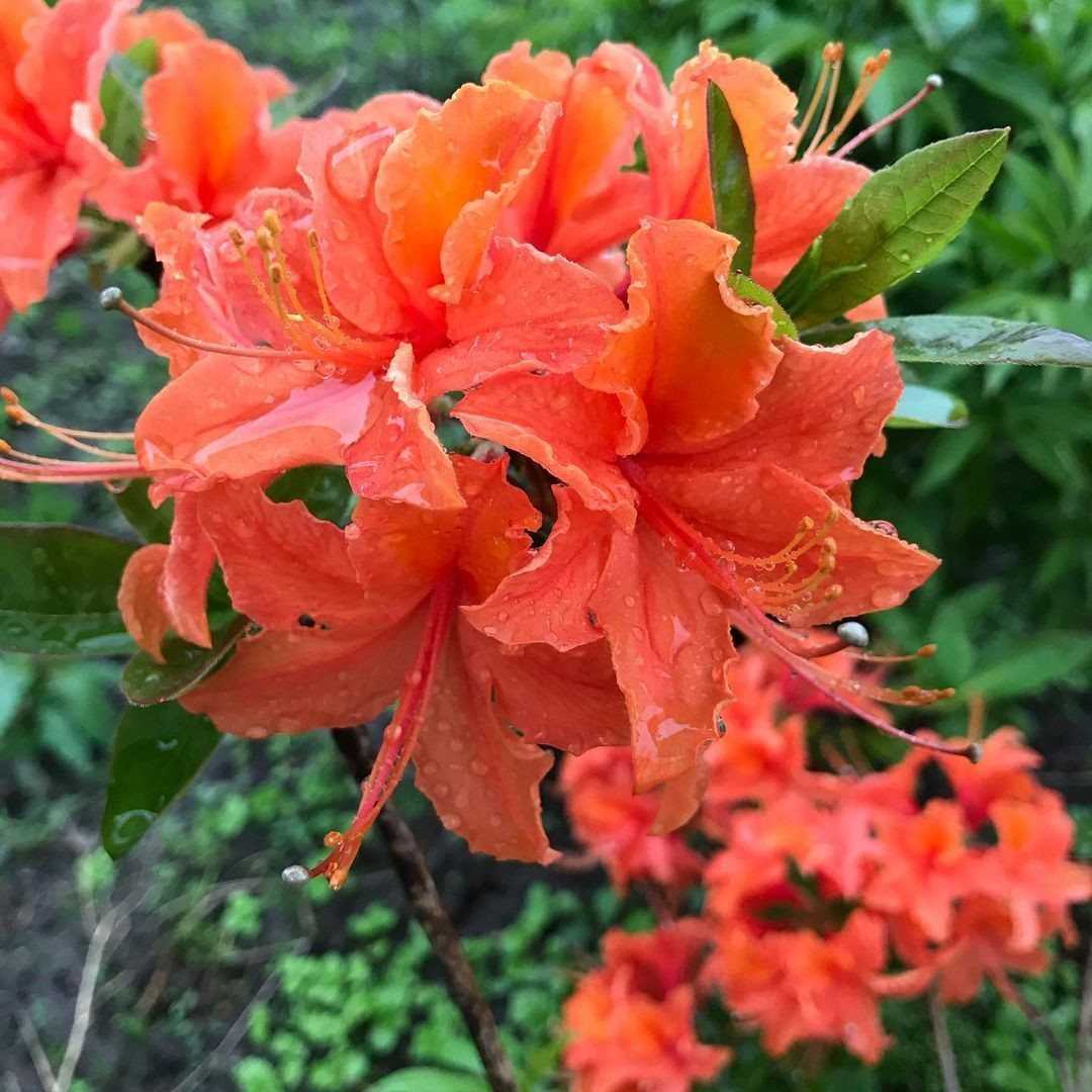 Рододендрон вестерн лайтс описание
