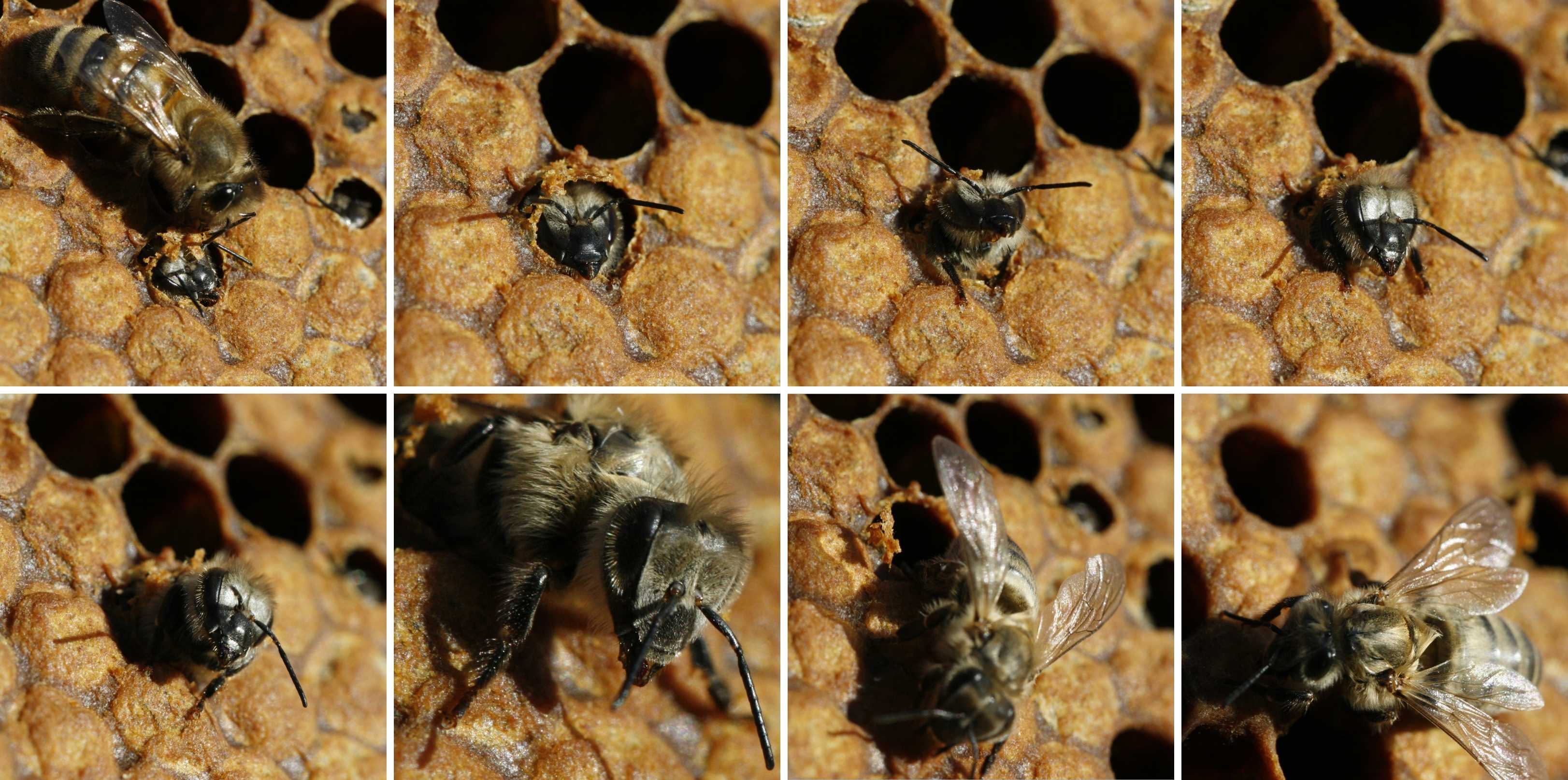 2.7.6. процесс спаривания пчелиной матки с трутнем - bee-keeper.ru
