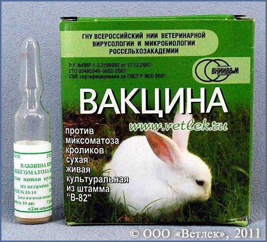 Миксоматоз у кроликов - лечение в домашних условиях болезни, можно ли есть мясо больного