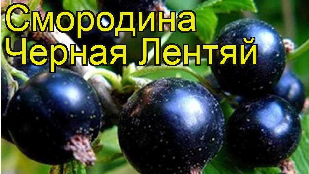 Смородина чёрная белорусская — особенности и характеристики