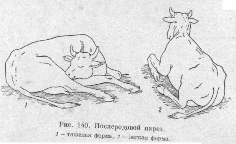 Родильный парез у коров, лечение и профилактика. реферат. сельское хозяйство. 2015-01-04