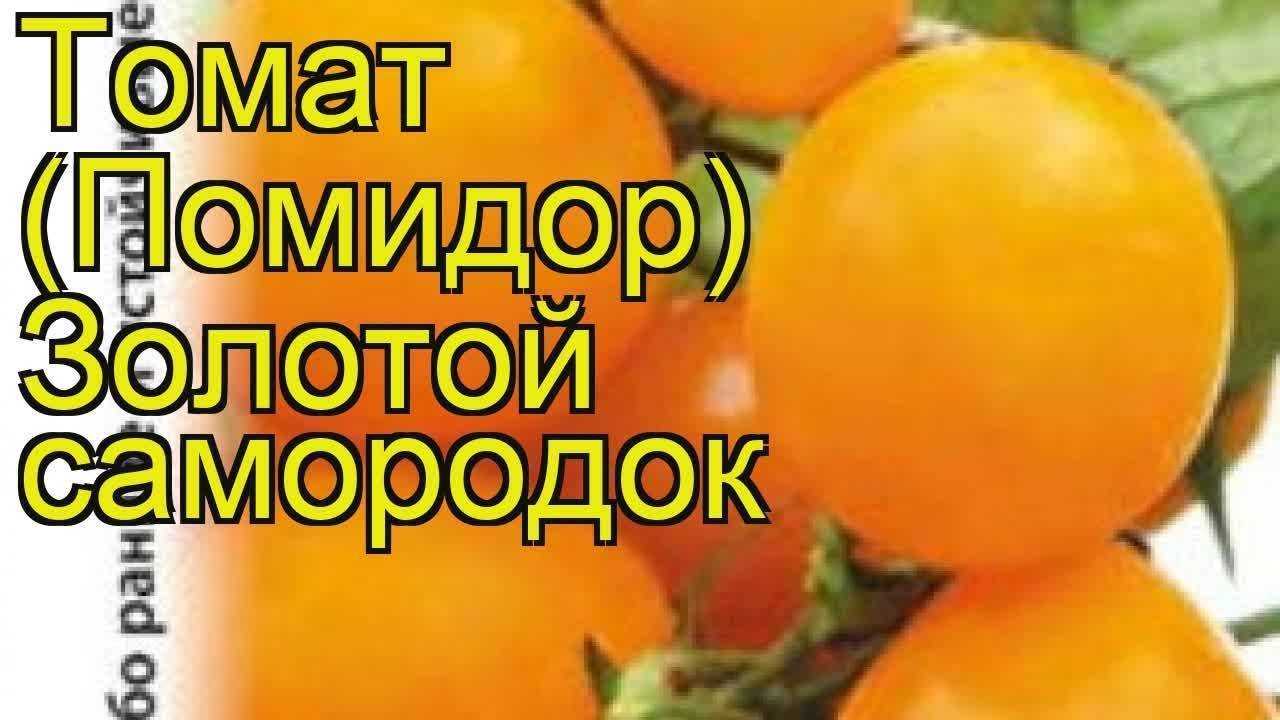 Томат самородок f1: описание и характеристика сорта с фото