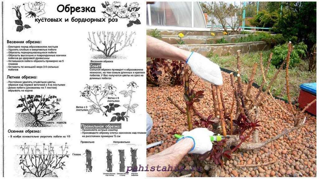 48 красивых сортов роз розового цвета с названиями и фото