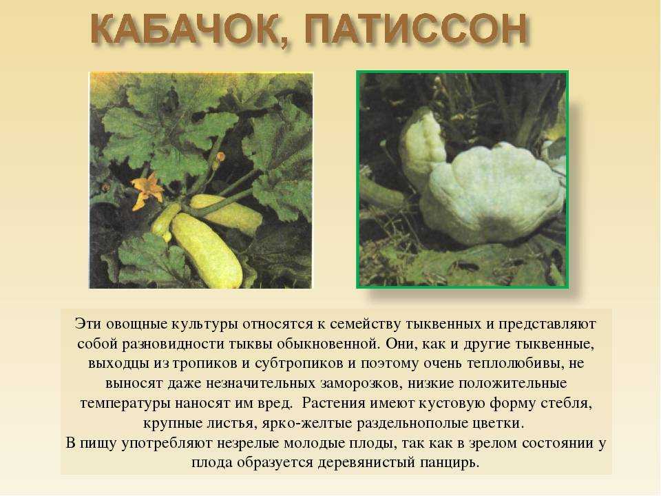Кабачок: выращивание из семян рассадой, посадка и уход и в открытом грунте, фото