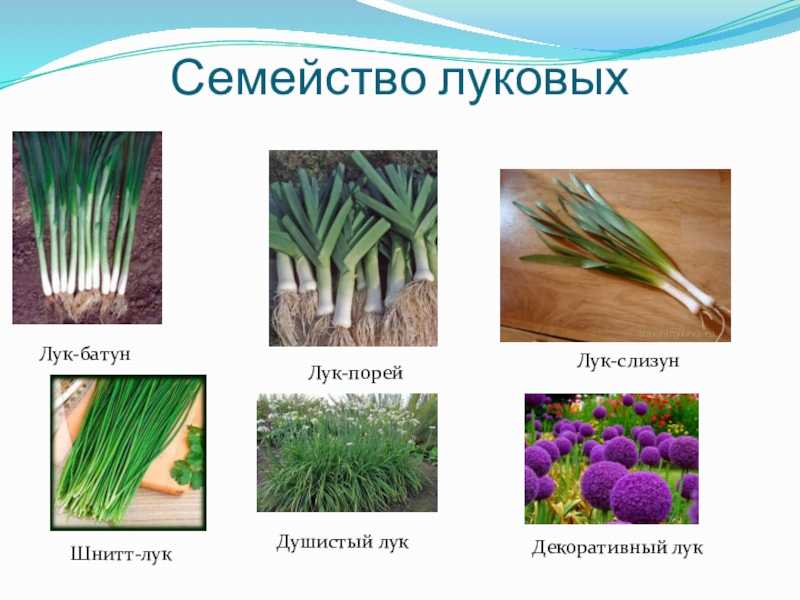 Лук шнитт выращивание из семян на рассаду посадка и уход в открытом грунте шнитт лук фото описание
