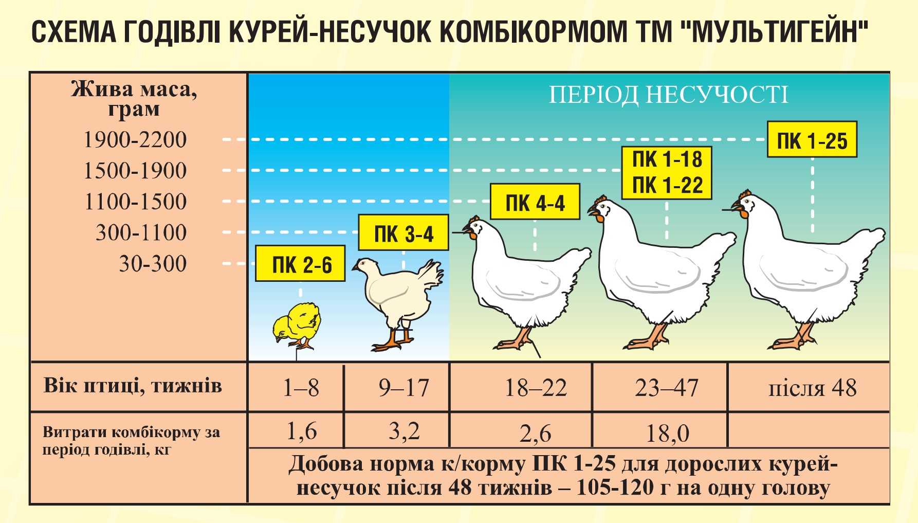 ᐉ сколько живет курица несушка в домашних условиях? - zooon.ru