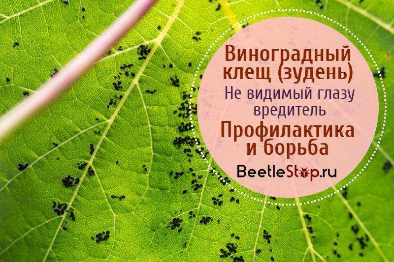 ᐉ клещ войлочный виноградный - roza-zanoza.ru