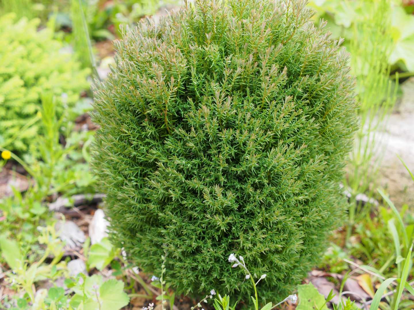 Туя тедди (thuja occidentalis teddy): описание, особенности посадки и ухода + применение в ландшафтном дизайне, отзывы