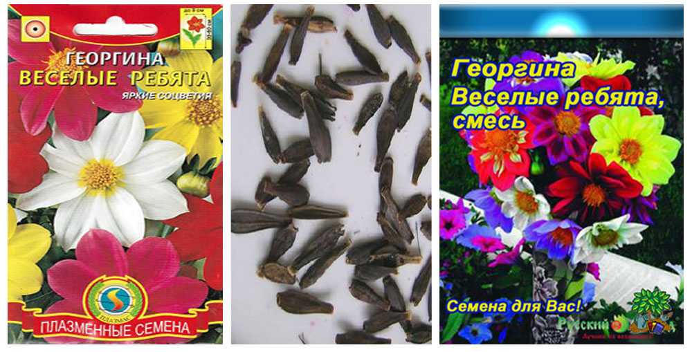 О сорте георгин Веселые ребята: описание, как посадить и ухаживать