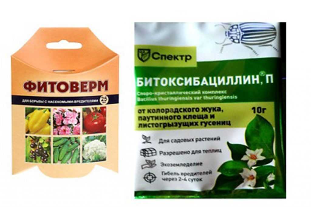 Паутинный клещ на огурцах: как бороться, химические и биопрепараты, народные средства