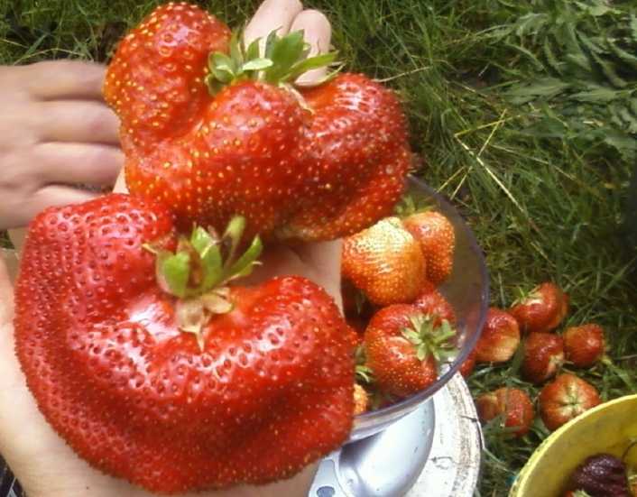 Описание клубники сорта кисс неллис, посадка и уход