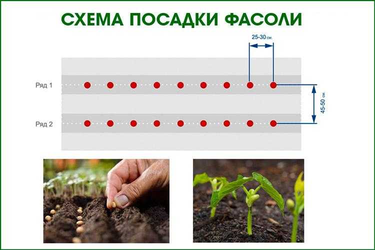 Надо ли замачивать фасоль перед посадкой (на сколько замочить семена)