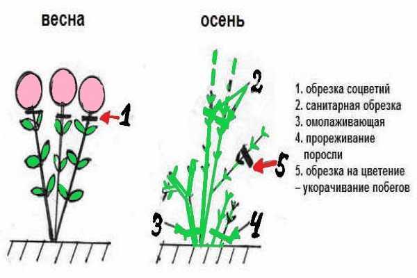 Астранция - фото, посадка и уход в открытом грунте, выращивание из семян, описание сортов