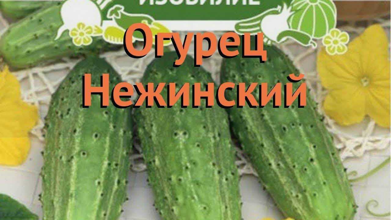 Огурец «нежинский» – сорт новый, название старое
