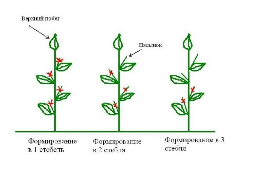 Когда первый раз и чем подкормить рассаду томатов после ее посадки в теплицу