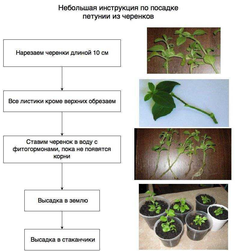 О размножении петунии черенками: сорта вегетативного растения, как укоренить