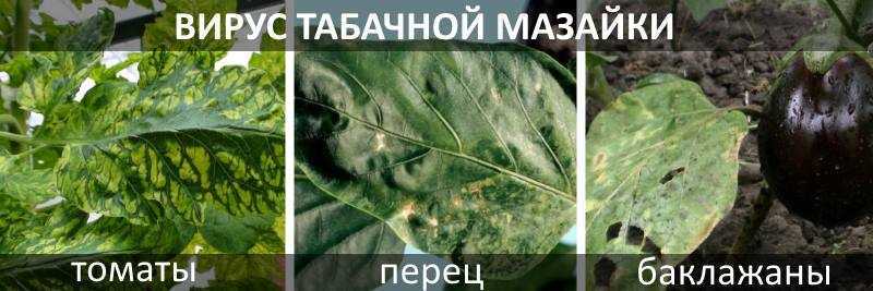Мозаика: описание, симптомы, способы борьбы