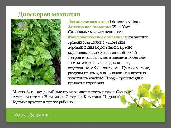 Диоскорея кавказская: распространение, местообитание, охрана