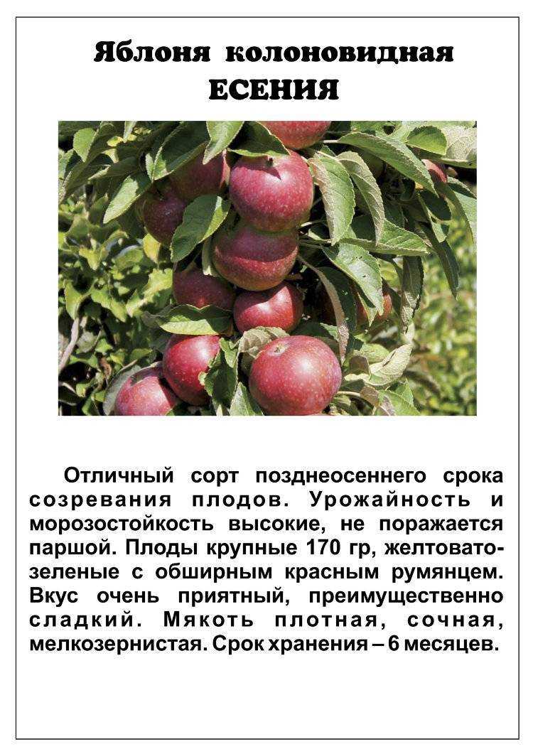 Комнатный гиппеаструм - выращивание, уход и выгонка