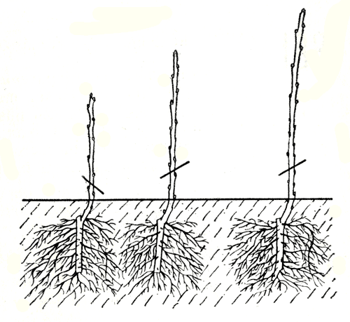 Как правильно посадить черную смородину весной и посадка саженец в открытый грунт