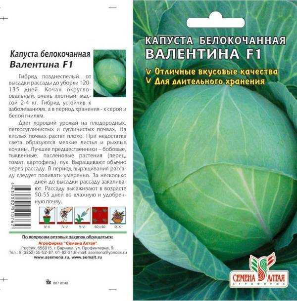 Капуста "валентина: описание и характеристика, фото, отзывы