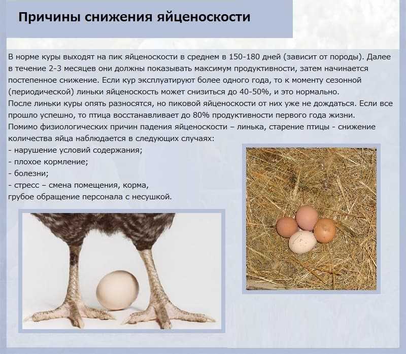 Почему не несутся куры несушки: причины и решение проблемы