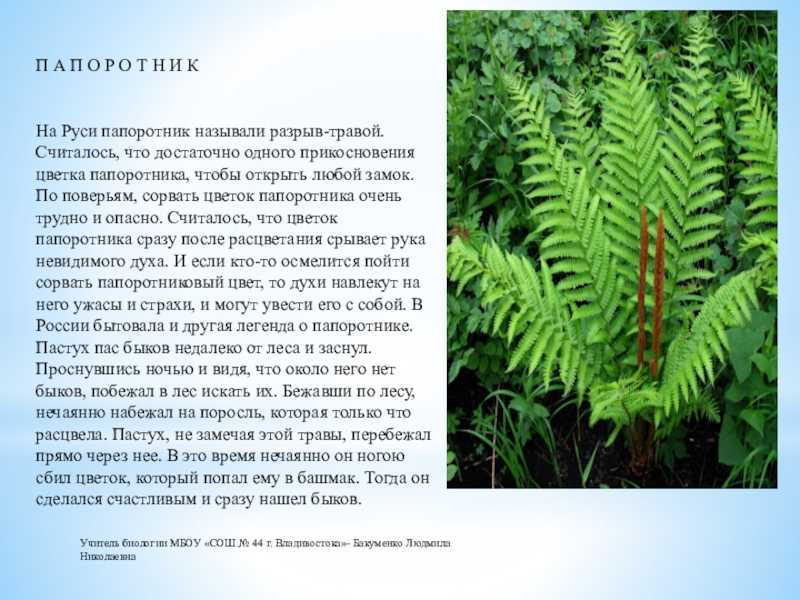 Папоротник и его виды: характеристики и особенности
