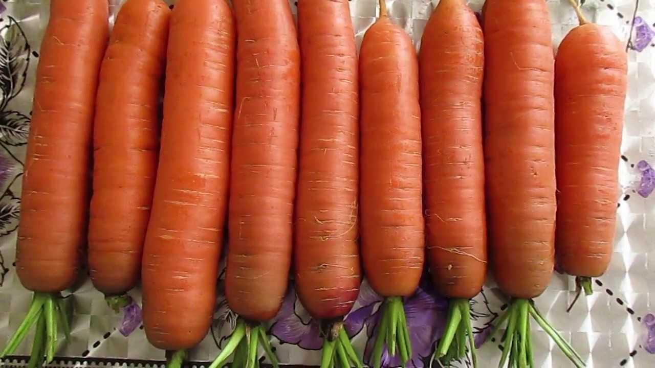 Все лучшие сорта моркови для хранения на зиму, полный список сортов