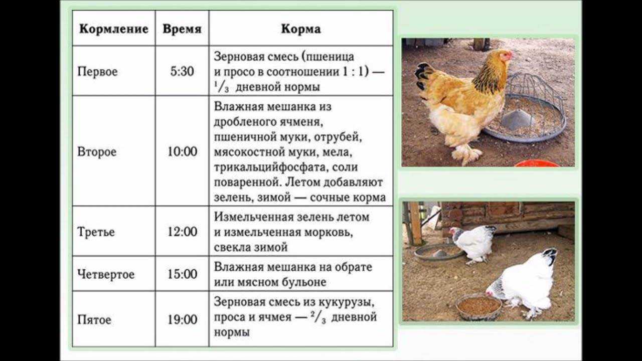 Когда начинают нестись куры-молодки: в каком возрасте, сколько яиц?