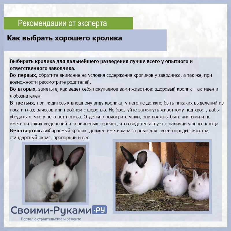 Разведение кроликов: практическое руководство | домашние животные