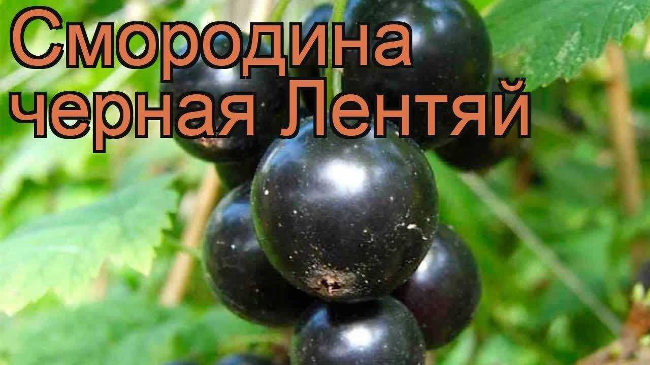 Чёрная смородина лентяй: описание сорта с характеристикой и отзывами, особенности посадки и выращивания и ухода, фото