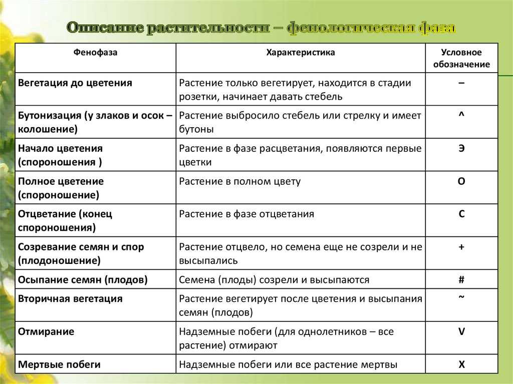 Опрыскивание в период вегетации это когда и что это значит?