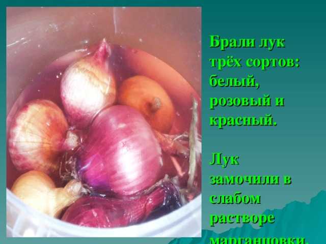 Как обработать лук перед посадкой марганцовкой и солью
