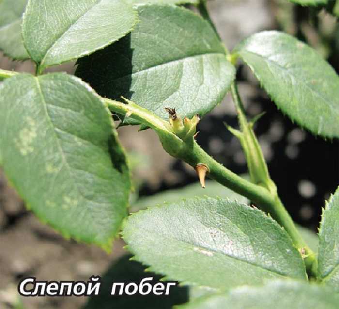 Существует ли в природе и селекции черная роза