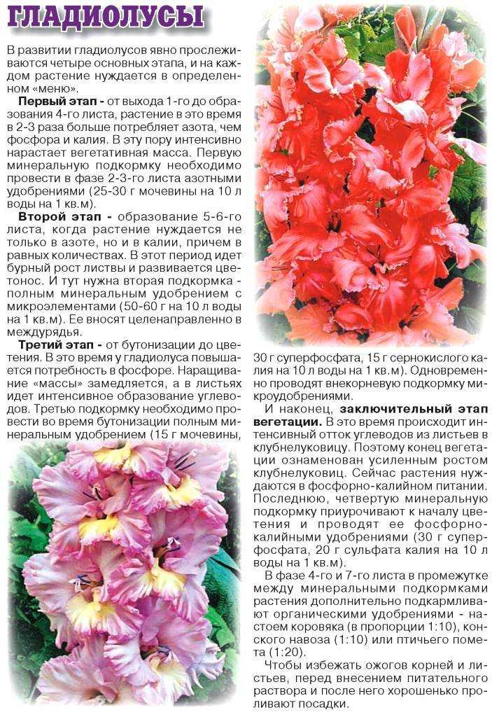 Уход за гладиолусами - подкормки, полив и борьба с болезнями