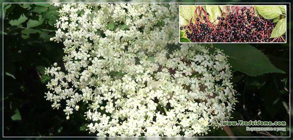 Бузина черная посадка и уход, фото сортов, выращивание и размножение, болезни и удобрения