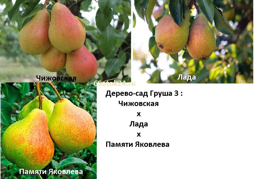 Груша чижовская (чижевского): описание сорта, фото, отзывы и посадка