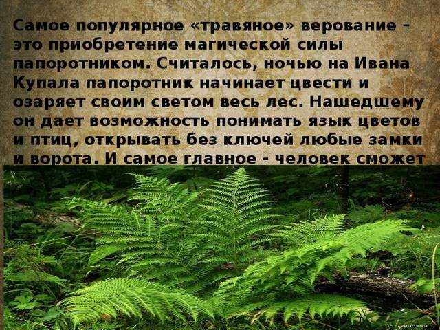 Папоротники, обзор о видах