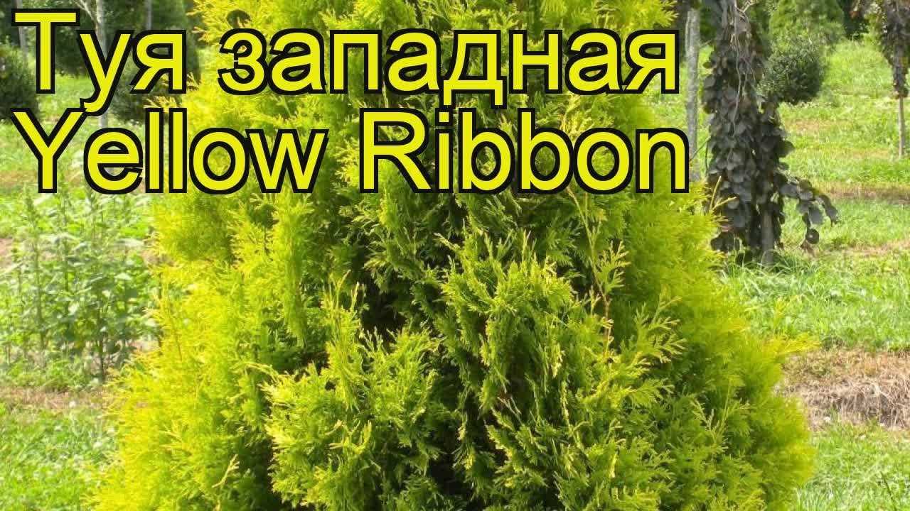 Туя западная смарагд: описание сортов с фото, посадка и уход, размножение, обрезка