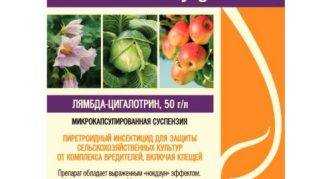 Вишневая муха: методы борьбы, фото, почему вишня червивая, что делать с ягодами, как бороться, чем обработать от червей в плодах