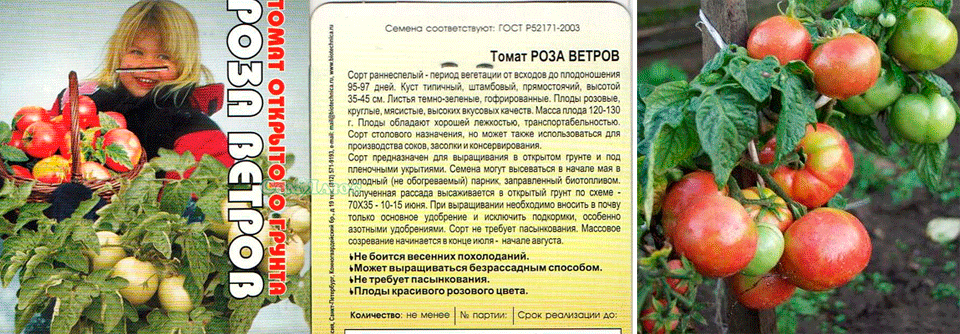 Лучшие штамбовые сорта томатов для теплиц: основные характеристики сортов. какие сорта выбрать, как сеять на рассаду, как ухаживать за штамбовыми сортами томатов