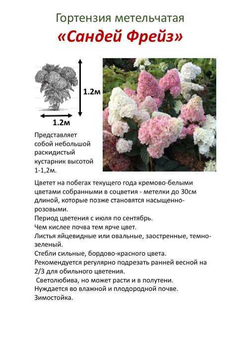 Гортензия долли: описание сорта, посадка и уход