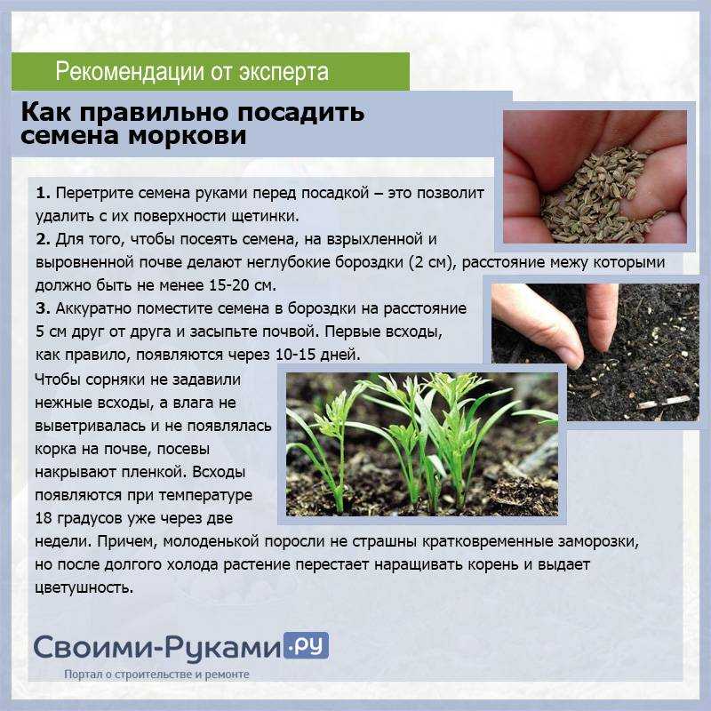 Замачивание семян свеклы перед посадкой: способы, фото и видео
