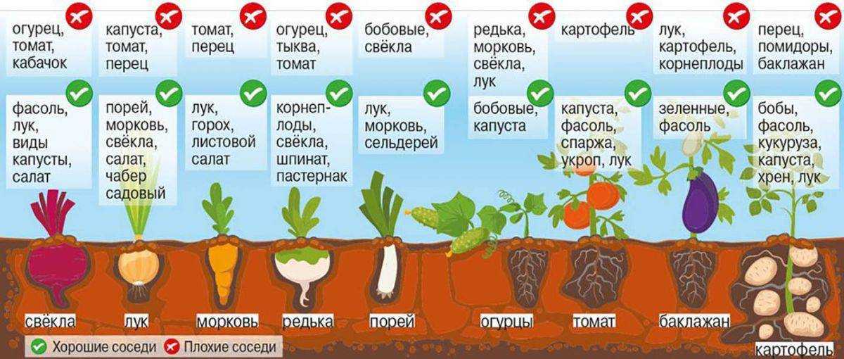 Можно ли сажать помидоры и огурцы, и что можно сажать до и после помидоров